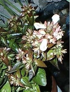 Abelia.JPG