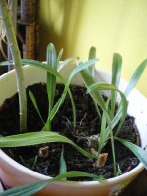 Lilien.jpg