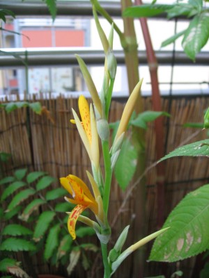 IMG_6620.JPG