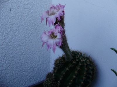 P8230009_800x600.JPG