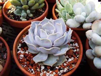 Echeveria lilacina.JPG