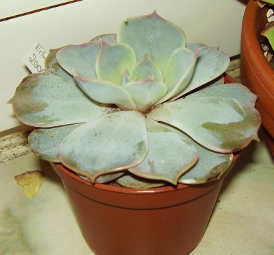 Echeveria lilacina (2).JPG