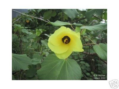 Hibiscus tiliaceus.jpg