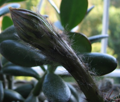 Knospe Bauernkaktus Makro.jpg