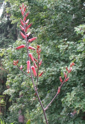 IMG_1962 Blütentrieb Aloe somalensis 02.jpg