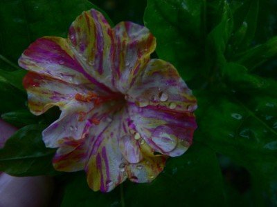 P1090179 - Kopie.jpg