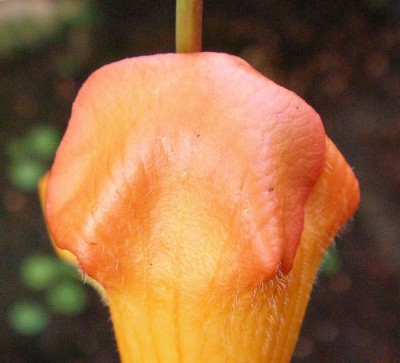 Kopie von SANY0130.JPG