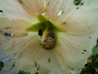 Schnecke Max.JPG