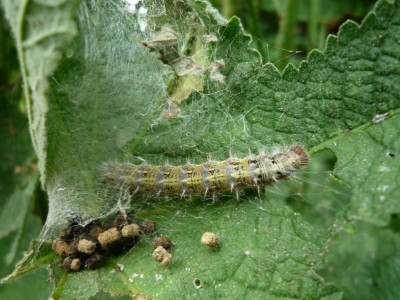 Kleine Raupe Nimmersatt.JPG