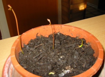 100-0006_IMG.JPG