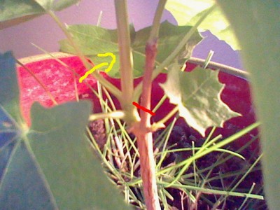 HNI_0063.JPG