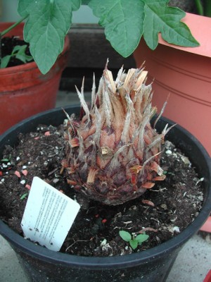 DSCN0654.jpg
