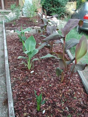 DSCN0662.jpg