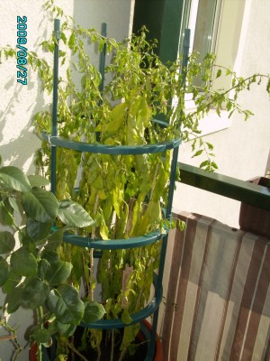 PICT0598.JPG