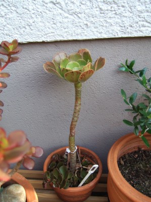 DSCF9039.JPG