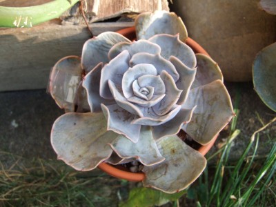 DSCF9033.JPG