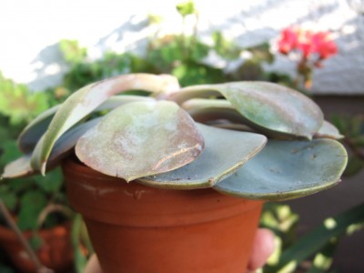 DSCF9034.JPG