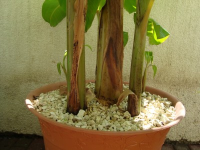 Basjoo 1.jpg
