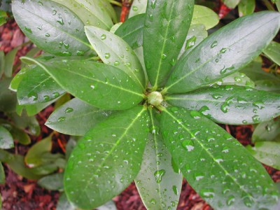 DSCN0669.jpg