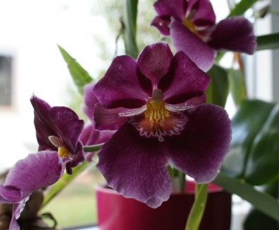 Miltonia.JPG