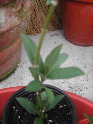 DSCN0658.jpg