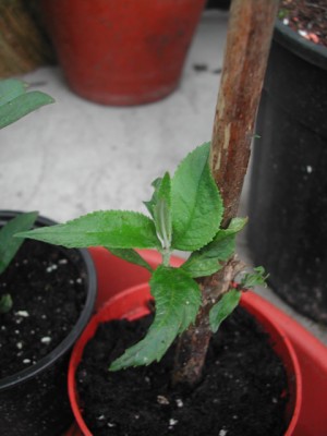 DSCN0657.jpg