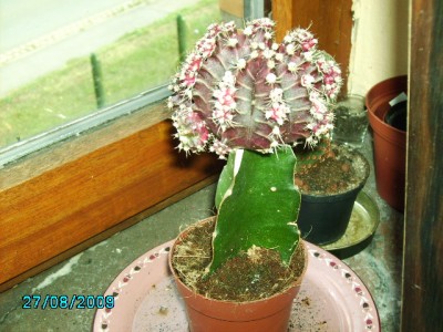 PICT0413.JPG
