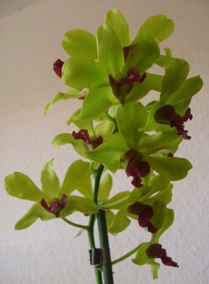 S7305535.JPG