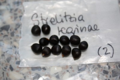 Strelitzia reginae.jpg