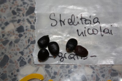 Strelitzia nicolai.jpg