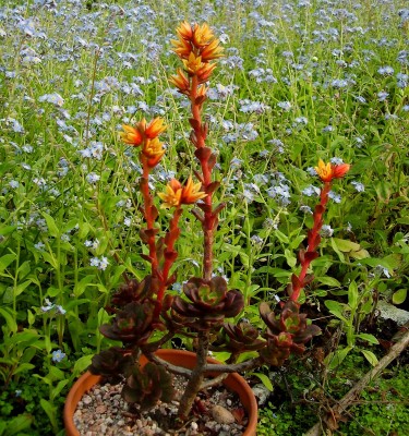 Echeveria multicaulis (8).JPG