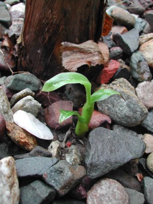 DSCN0670.jpg