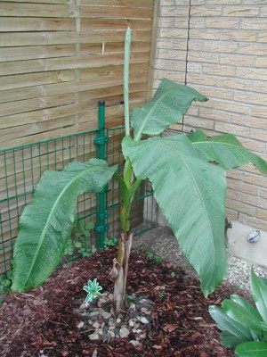 DSCN0665.jpg