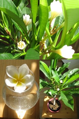 frangi-blüten.jpg