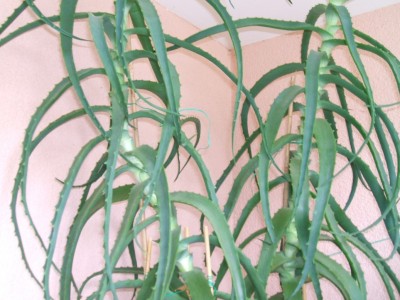 Aloe nah1.JPG