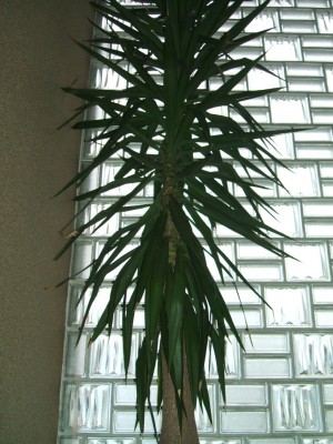 Palme nah.JPG