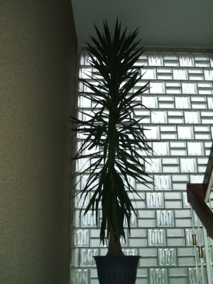 Palme ganz.JPG