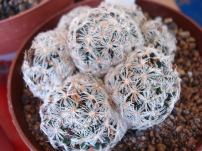 Mammillaria Duwei.jpg