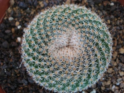Mammillaria Formosa.jpg