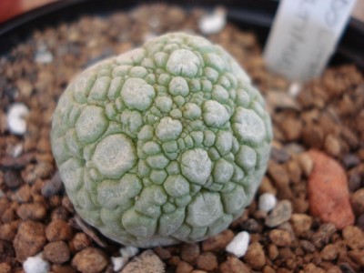 Pseudolithos Migiurtinus.jpg