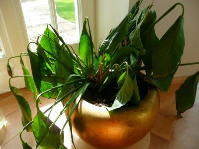 2009-08-26 006.jpg
