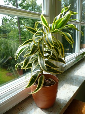 2009-08-26 003.jpg