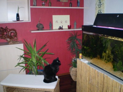 catTV.JPG