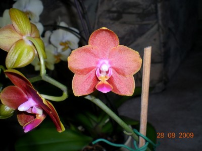 DSCN55340001.JPG