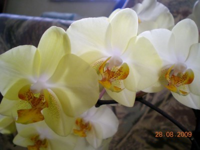 DSCN55310001.JPG