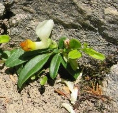 buchsblättrige Kreuzblume ausschnitt.jpg