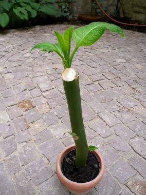 2009-08-26 012.jpg