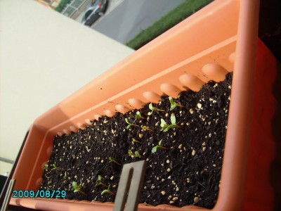 PICT0610.JPG