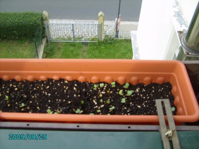PICT0606.JPG