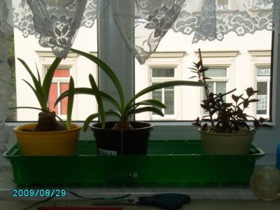 PICT0611.JPG